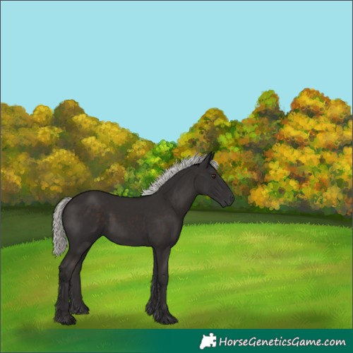 Horse Color:Liver Chestnut Mushroom 