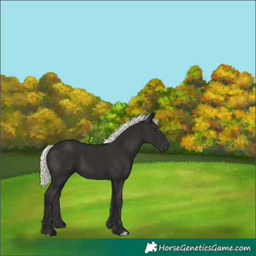 Horse Color:Liver Chestnut Mushroom 
