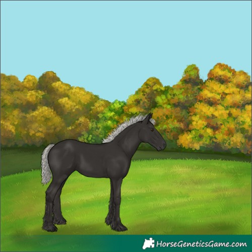 Horse Color:Liver Chestnut Mushroom 