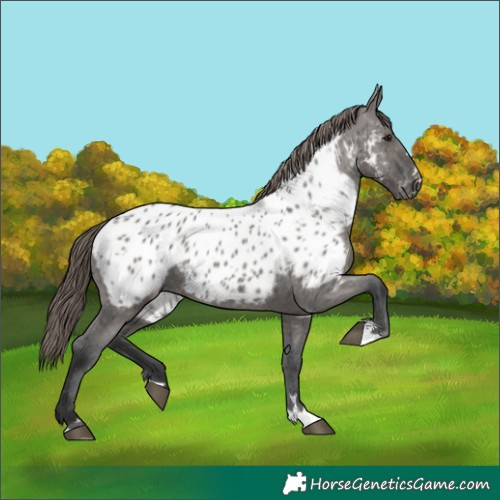 Horse Color:Unknown 