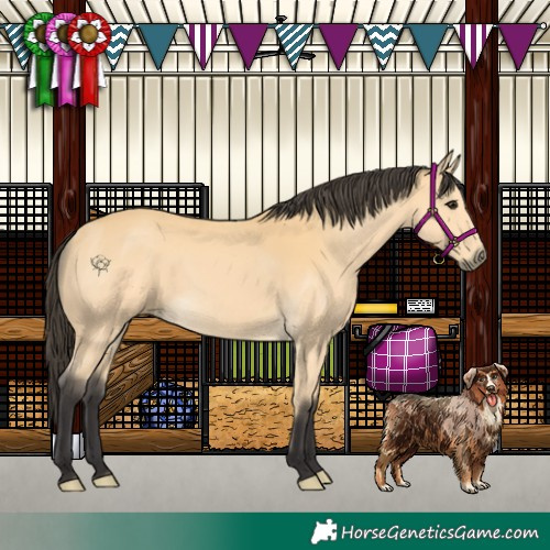 Horse Color:Buckskin 