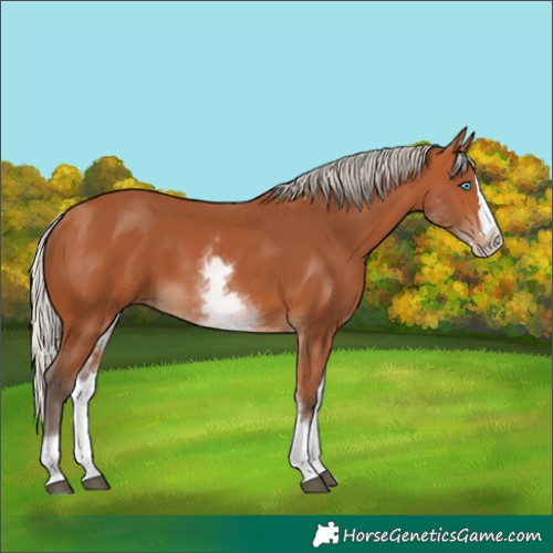 Horse Color:White Spotted Silver Bay Splash 