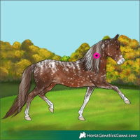 Horse Color:Powder White Liver Chestnut Appaloosa 