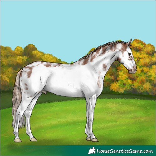 Horse Color:Chestnut Sabino Splash Frame 