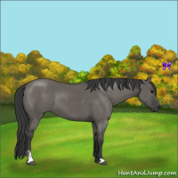 Horse Color:Grullo Sabino 
