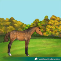 Horse Color:Buckskin Varnish 