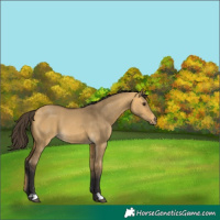 Horse Color:Buckskin Dun