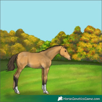 Horse Color:Buckskin