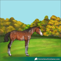 Horse Color:White Spotted Bay Rabicano 