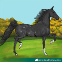 Horse Color:Black 