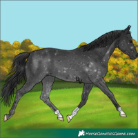 Horse Color:Black 