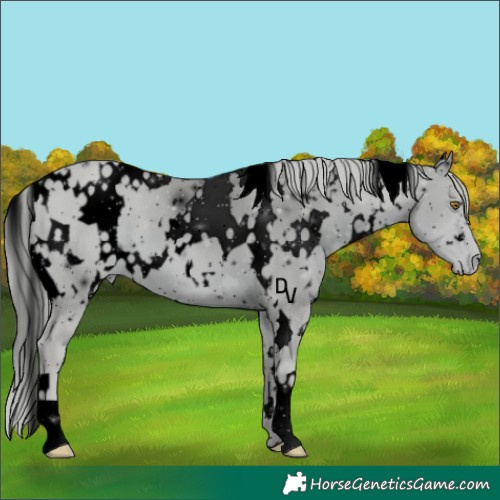 Horse Color:ERROR: UNKNOWN ANOMALY