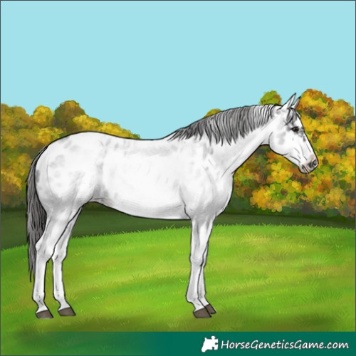 Horse Color:White Spotted Blue Roan Splash Frame Appaloosa 