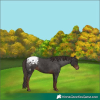 Horse Color:Liver Chestnut Appaloosa