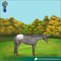 Horse Color:Liver Chestnut Blanket