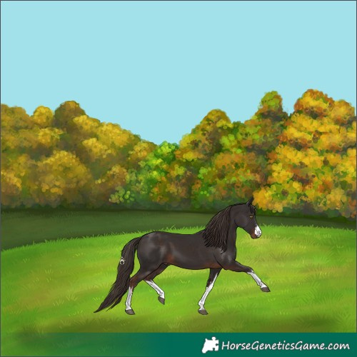 Horse Color:White Spotted Liver Chestnut 