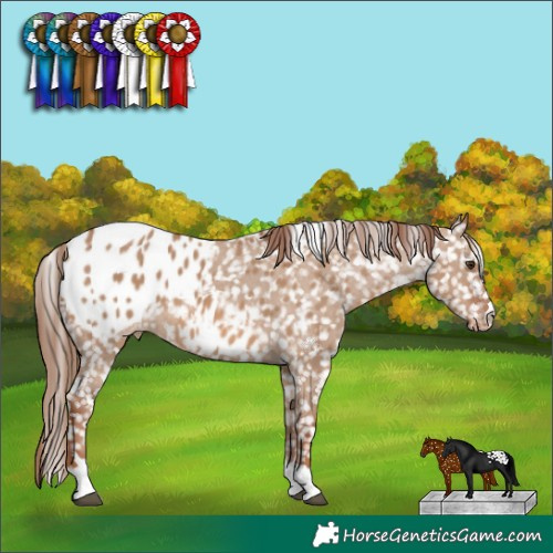 Horse Color:Red Dun Appaloosa 