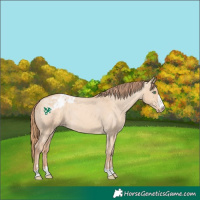Horse Color:Gold Champagne Dun Varnish Rabicano 