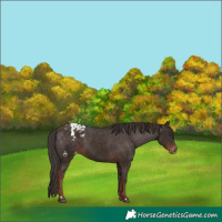 Horse Color:Liver Chestnut Blanket 