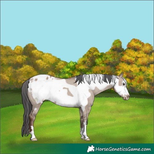 Horse Color:Liver Red Dun Frame Blanket 