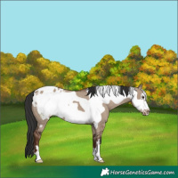 Horse Color:Liver Red Dun Frame Appaloosa 