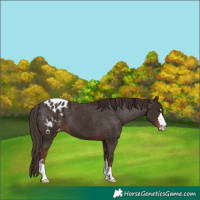 Horse Color:Liver Chestnut Blanket 