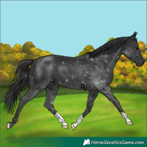 Horse Color:Black 
