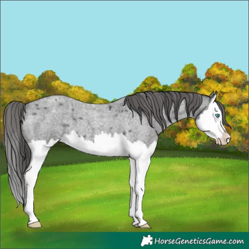 Horse Color:Blue Roan Splash Appaloosa 