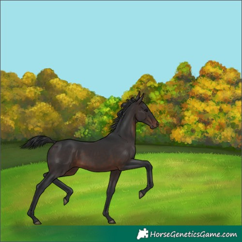 Horse Color:White Spotted Brown Rabicano 