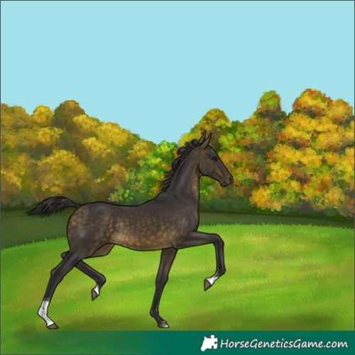 Horse Color:Buckskin Tobiano Rabicano 