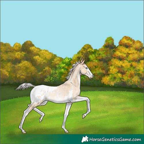 Horse Color:Silver Buckskin Pearl Sabino Tobiano Blanket Rabicano 