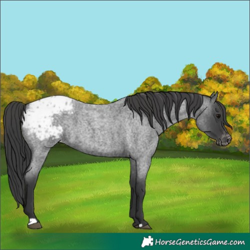 Horse Color:Blue Roan Appaloosa 