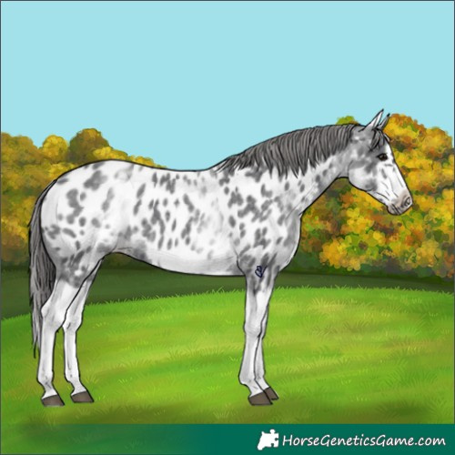 Horse Color:White Spotted Blue Roan Splash Frame Appaloosa 