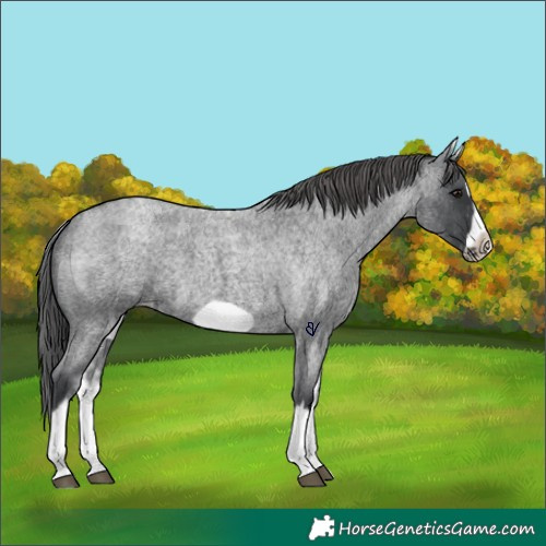 Horse Color:White Spotted Blue Roan Splash Frame Appaloosa 