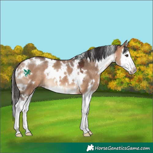 Horse Color:White Spotted Bay Dun Splash 