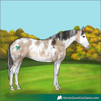 Horse Color:White Spotted Bay Dun Splash 