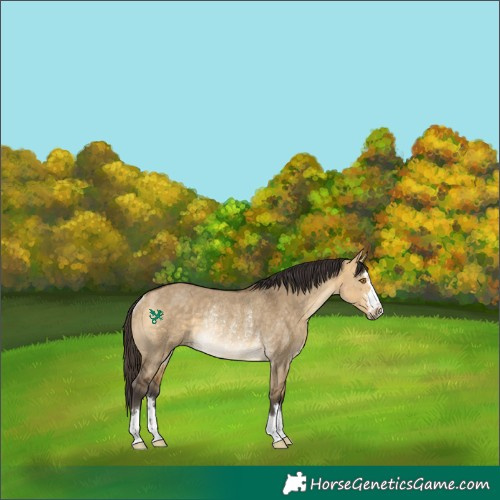 Horse Color:Buckskin Dun Rabicano 