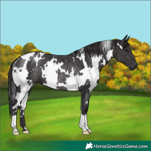 Horse Color:White Spotted Smoky Black Rabicano 
