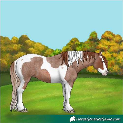 Horse Color:Red Roan Splash Tobiano 