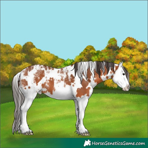 Horse Color:Unknown 