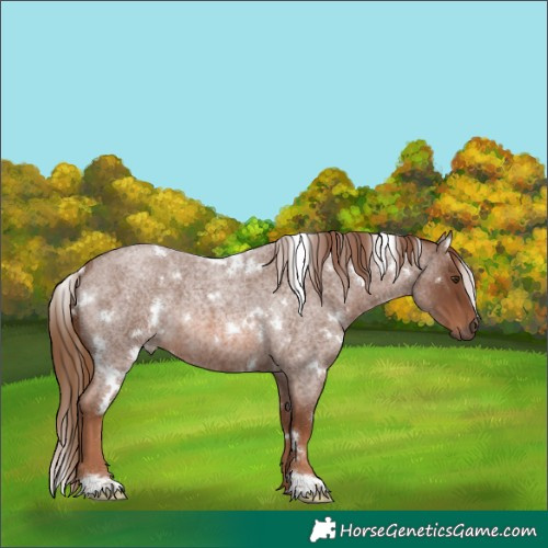 Horse Color:White Spotted Red Roan 