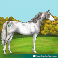 Horse Color:White Spotted Silver Blue Roan Frame