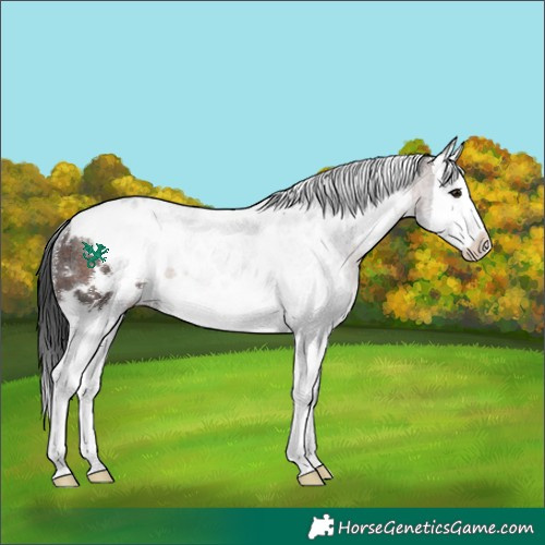Horse Color:White Spotted Brown Sabino Splash Rabicano 