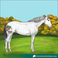 Horse Color:White Spotted Brown Sabino Splash Rabicano