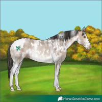 Horse Color:White Spotted Brown Dun Sabino Rabicano 