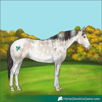 Horse Color:White Spotted Brown Dun Sabino Rabicano 