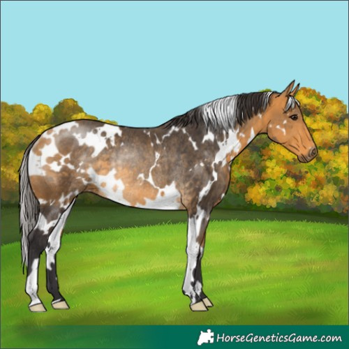 Horse Color:White Spotted Buckskin Rabicano 
