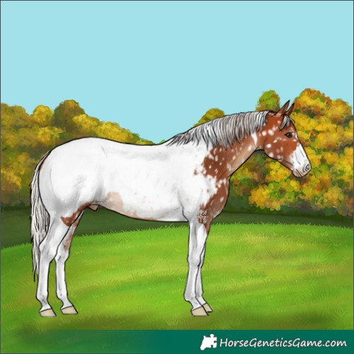 Horse Color:Silver Bay Tobiano Appaloosa 