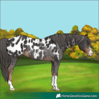 Horse Color:Liver Chestnut Appaloosa Rabicano 