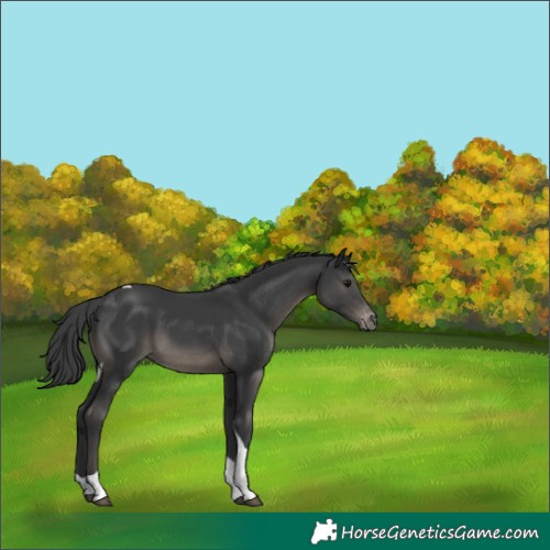 Horse Color:Black Tobiano Appaloosa Rabicano 